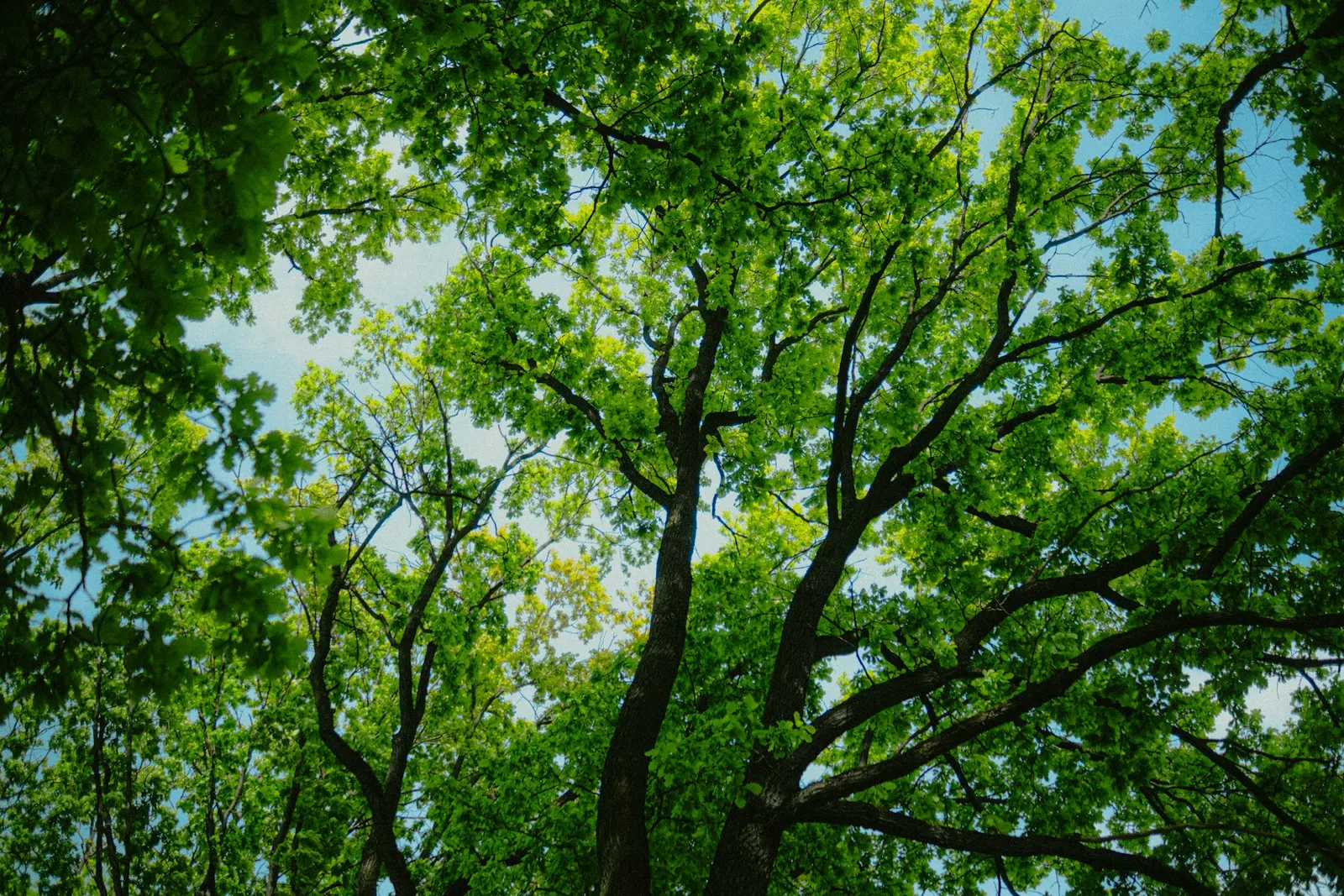Looking up at the branches of a large tree
