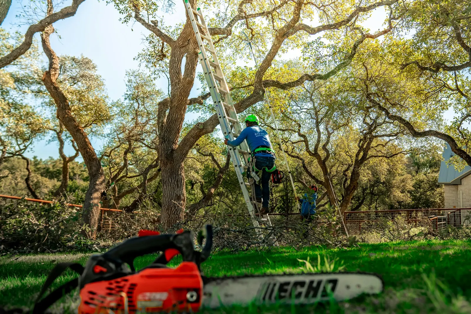 A tree arborist is climbing a ladder to trim branches